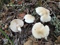 Tricholoma album-amf1850-1